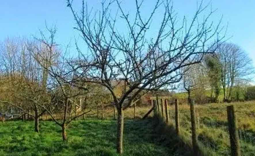 Pruning apple tree