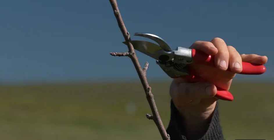 prunning apple trees