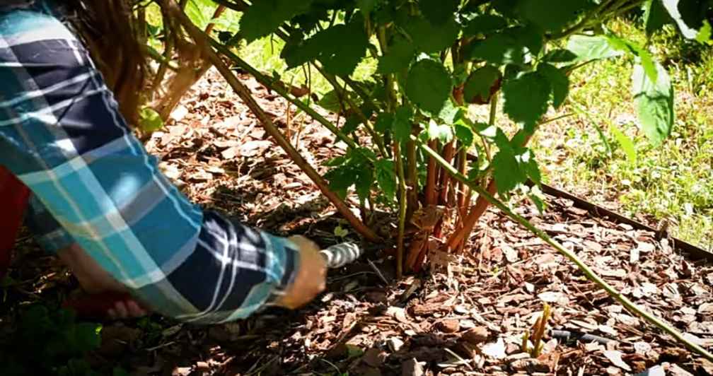 pruning blackberry bushes