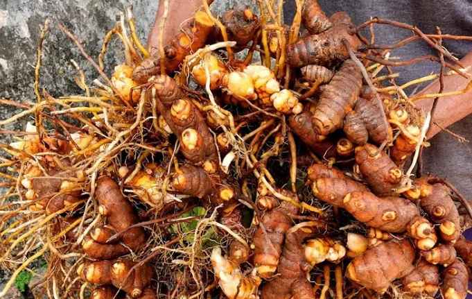 How to grow turmeric