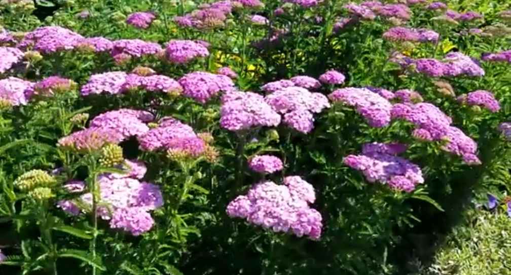 growing yarrow
