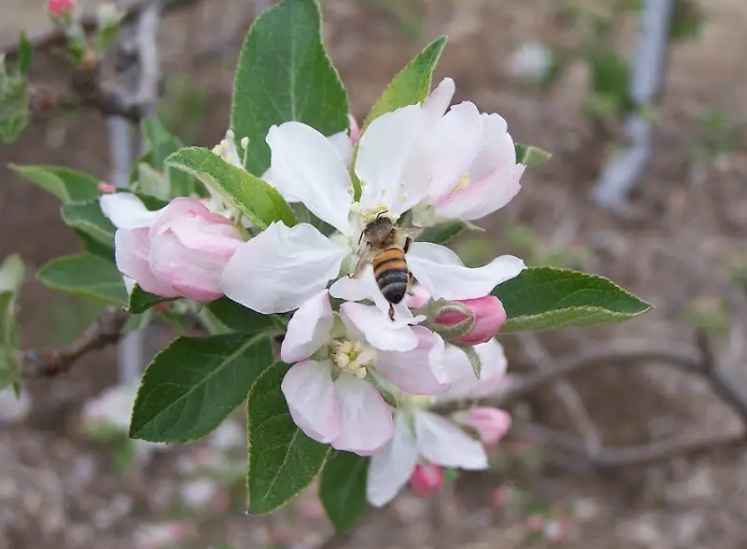 pollination in apple trees