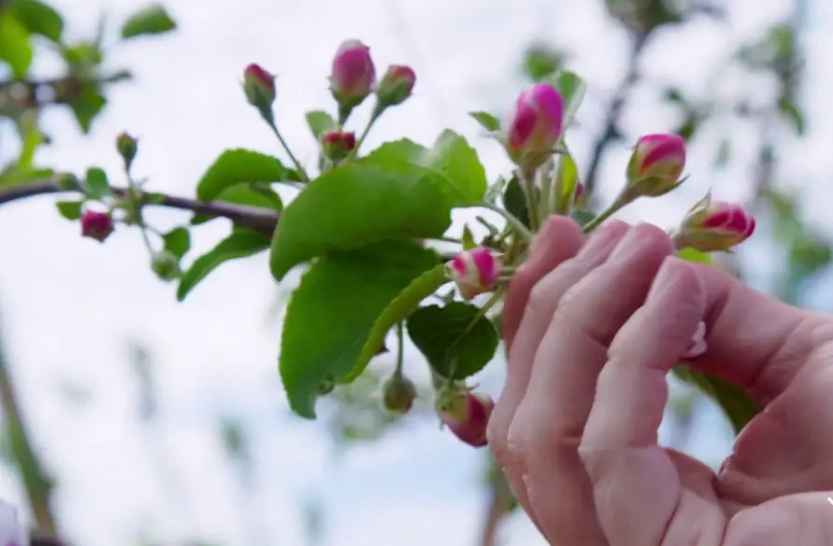 self pollinating apple tree