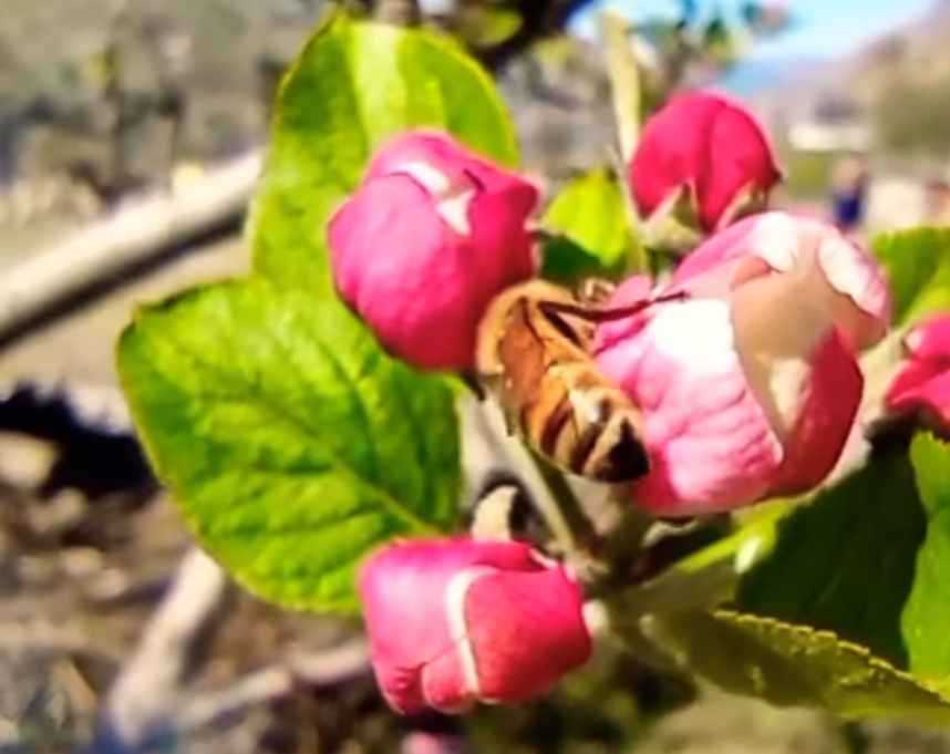 pollination in apple trees