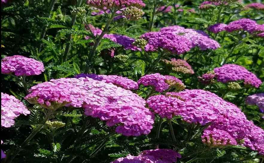 growing yarrow