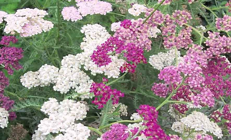 yarrow