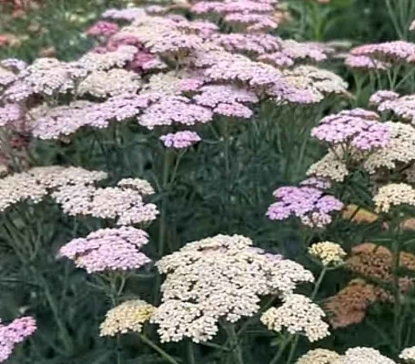 growing yarrow