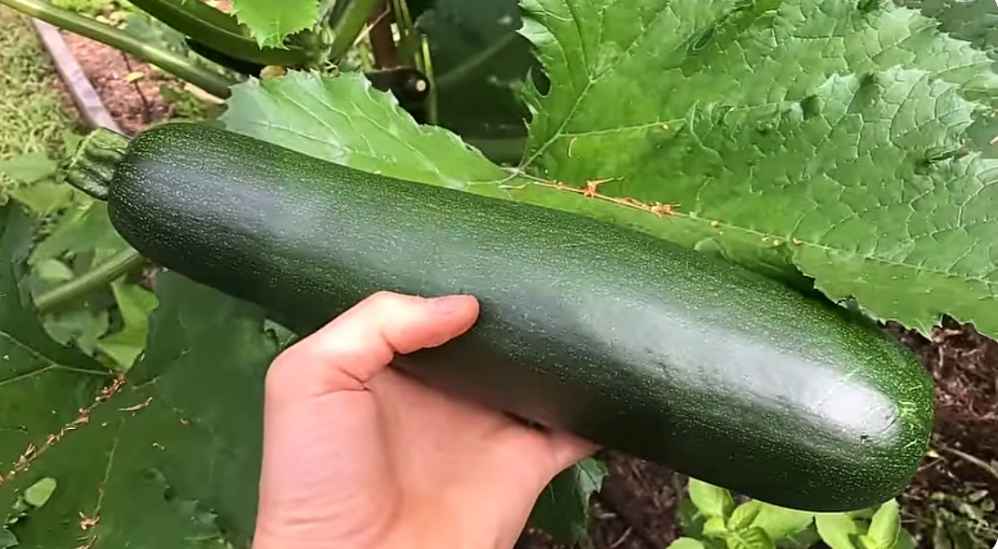 how to grow zucchini vertically