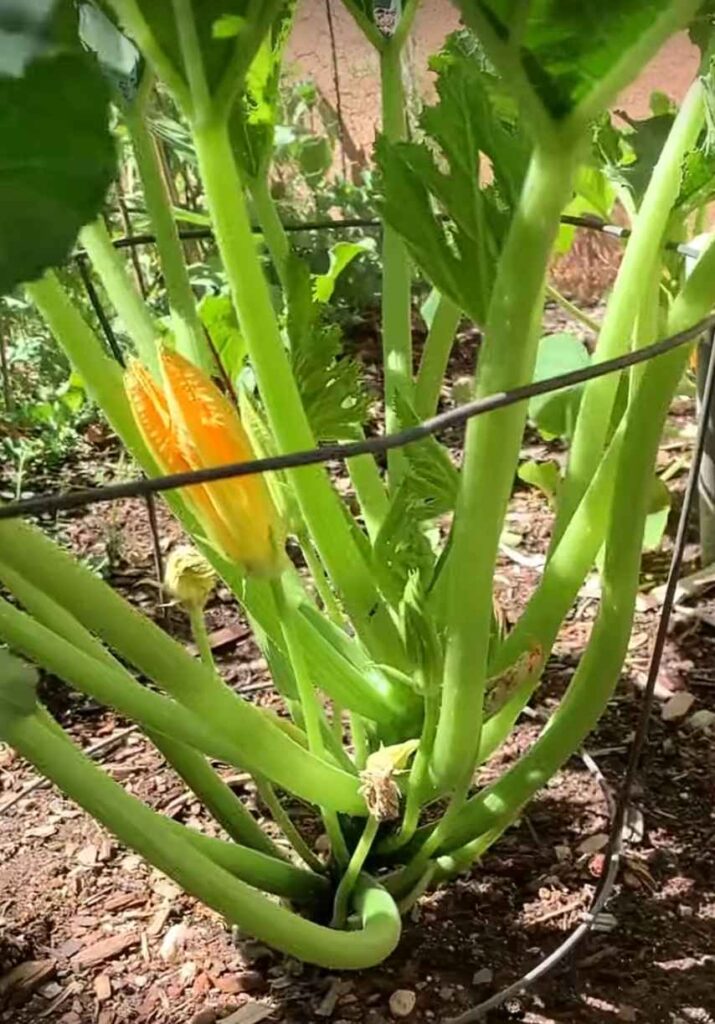 how to grow zucchini vertically