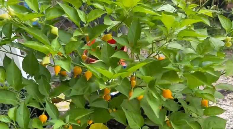 How to Grow Biquinho Peppers