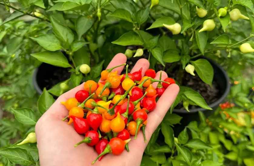 How to Grow Biquinho Peppers