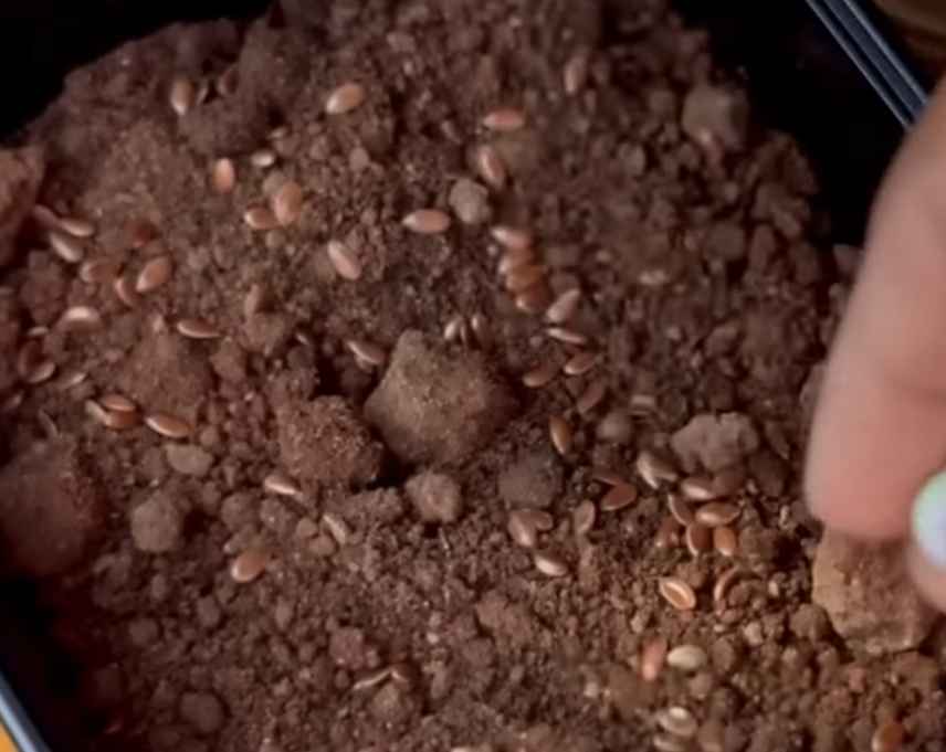 growing flax