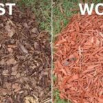 Best Mulch for Flower Beds