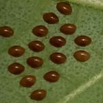 Bug Eggs That Look Just Like Seeds