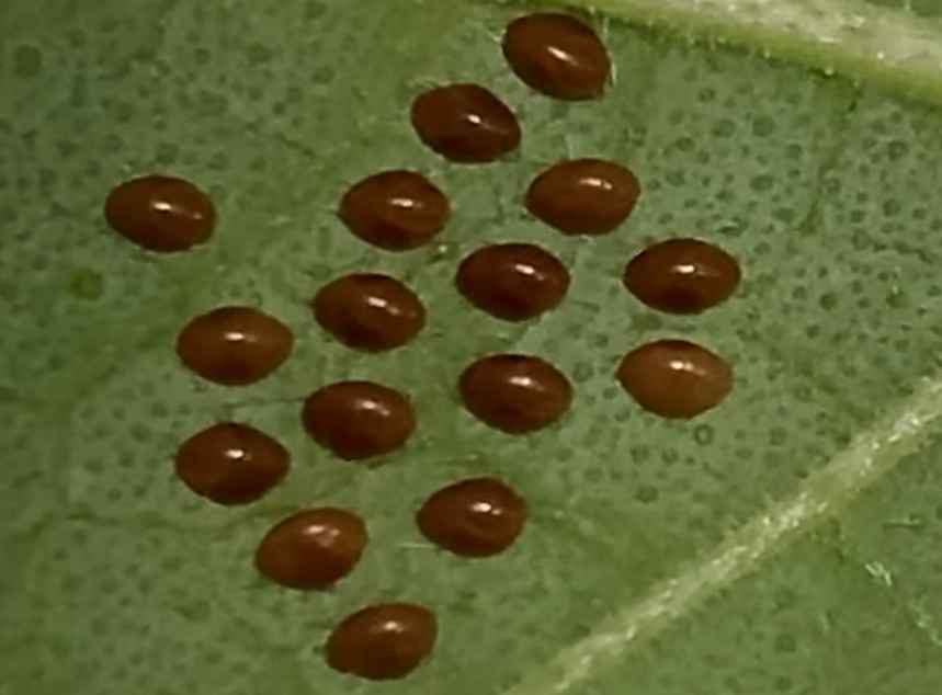 Bug Eggs That Look Just Like Seeds