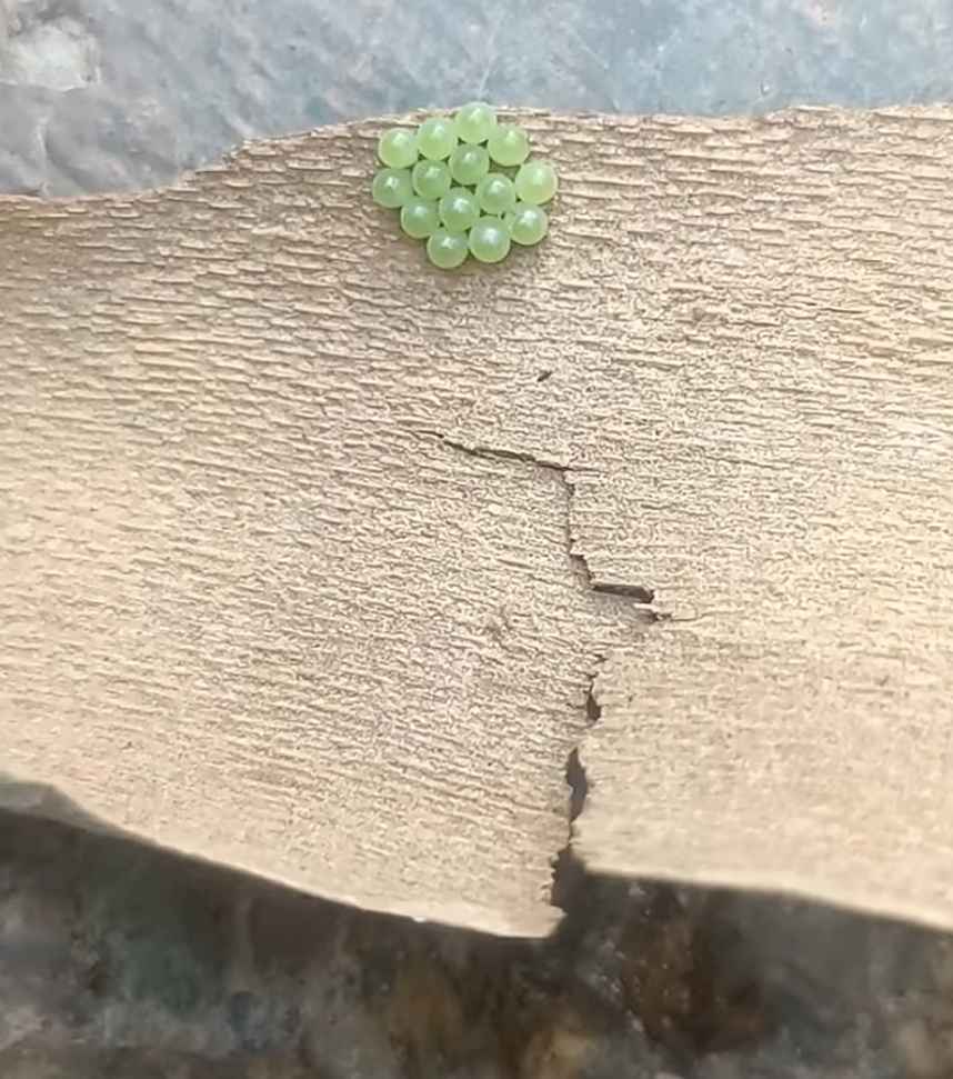 Bug Eggs That Look Just Like Seeds