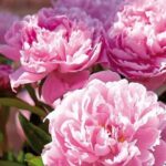 how to grow and care for peonies