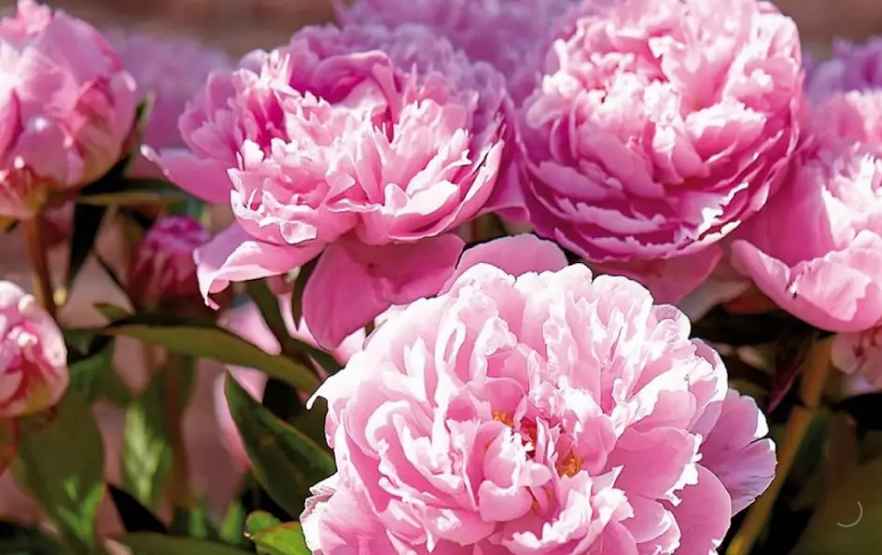 how to grow and care for peonies