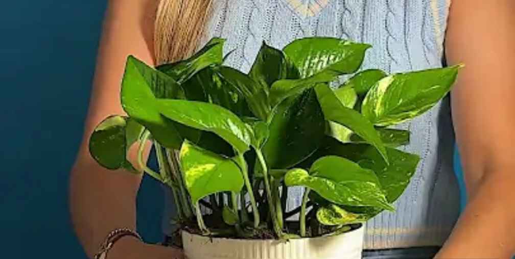 how to save overwatered pothos