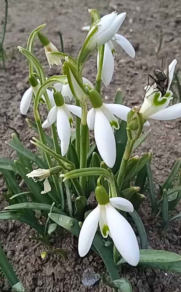Meaning of Snowdrops Flowers