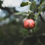how do cashews grow