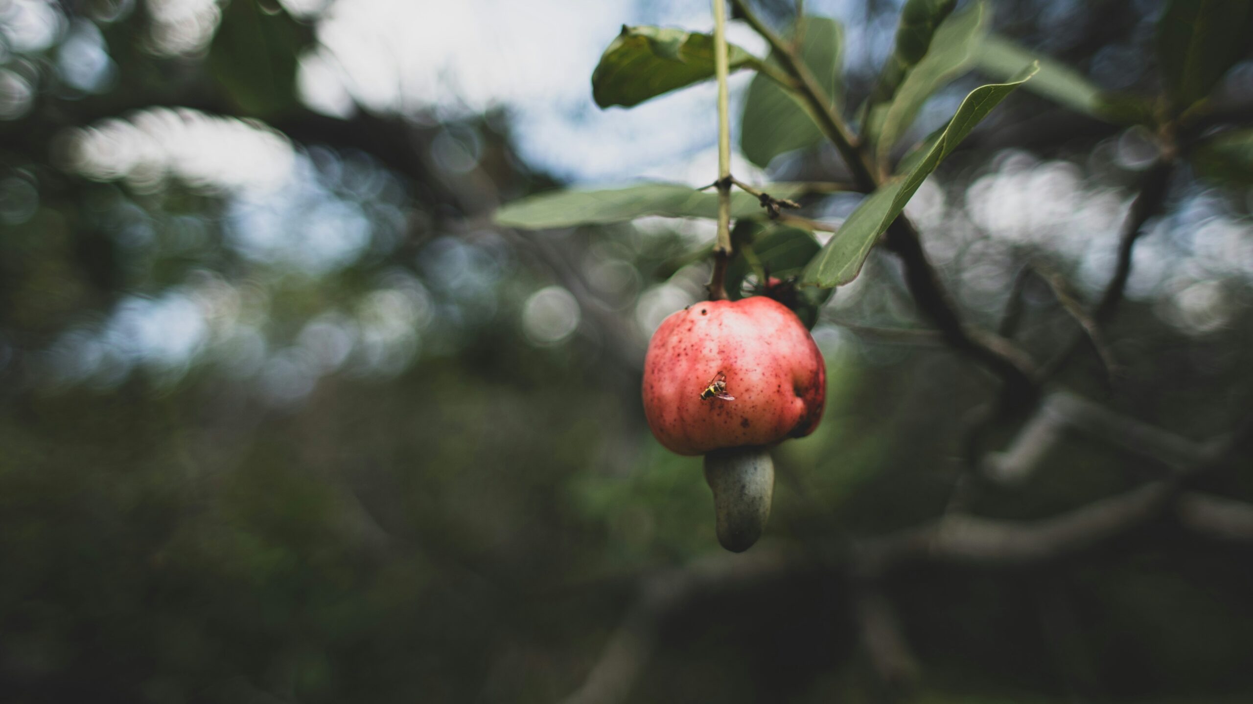 how do cashews grow