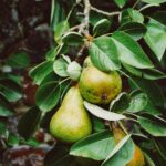 how to prune pear tree