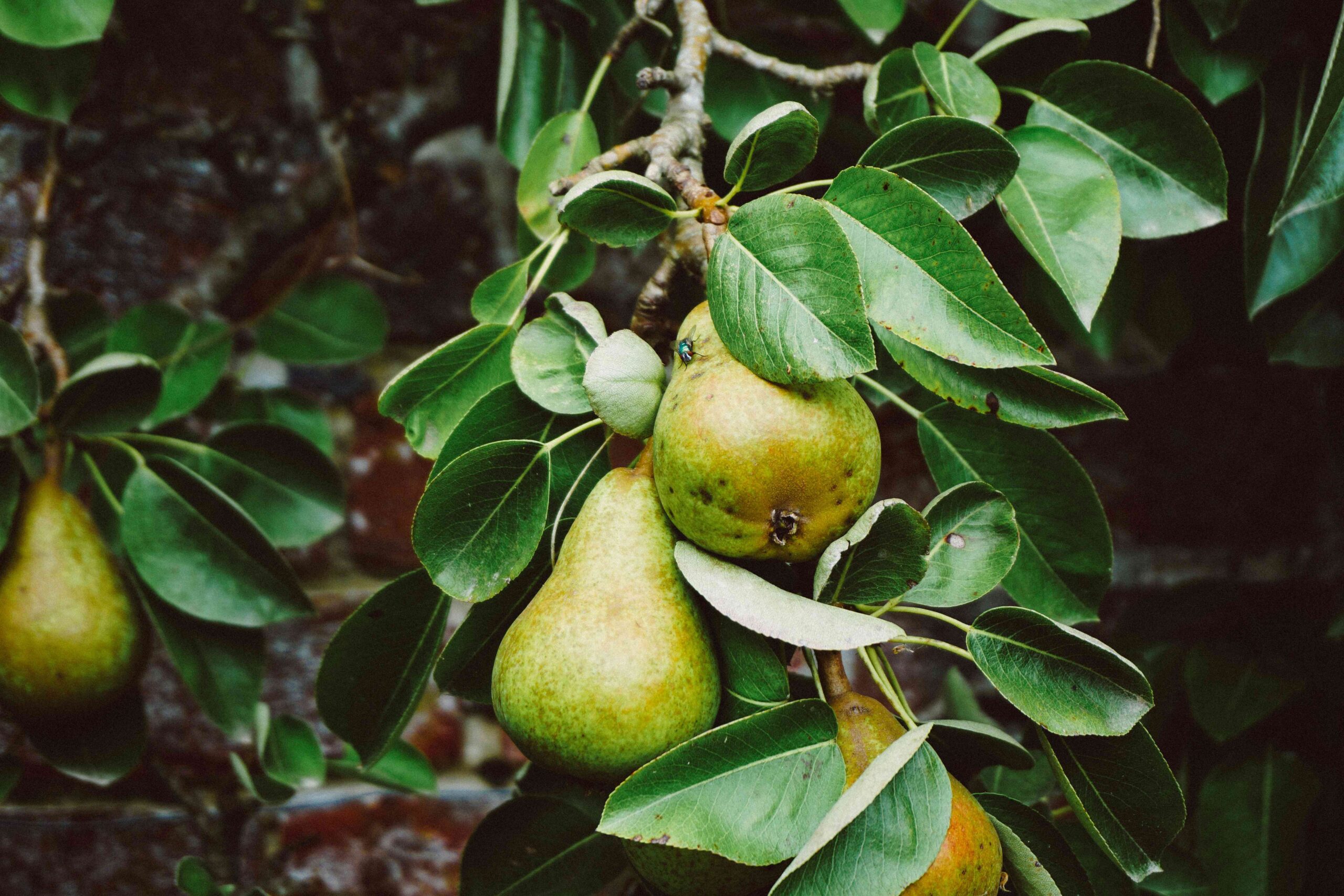 how to prune pear tree