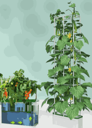 Hydroponic Kit with Trellis