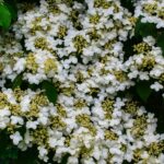 small flowering shrubs