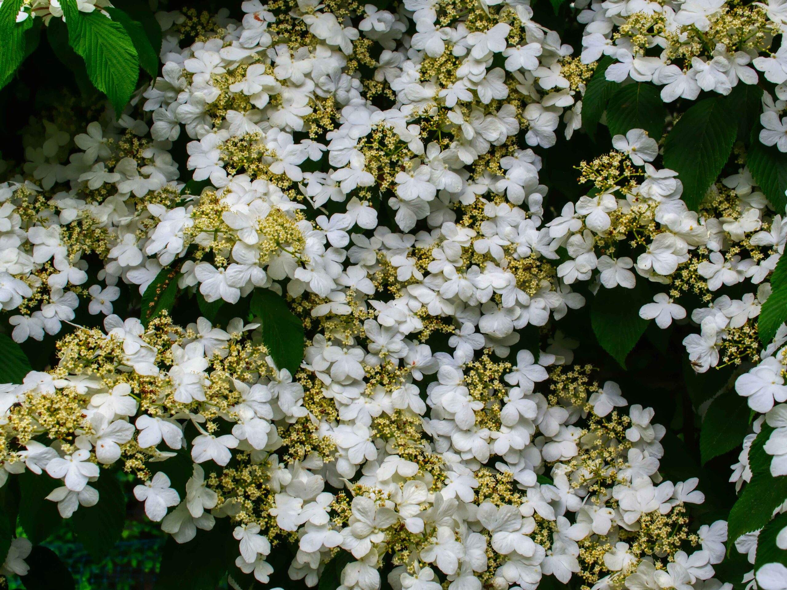 small flowering shrubs