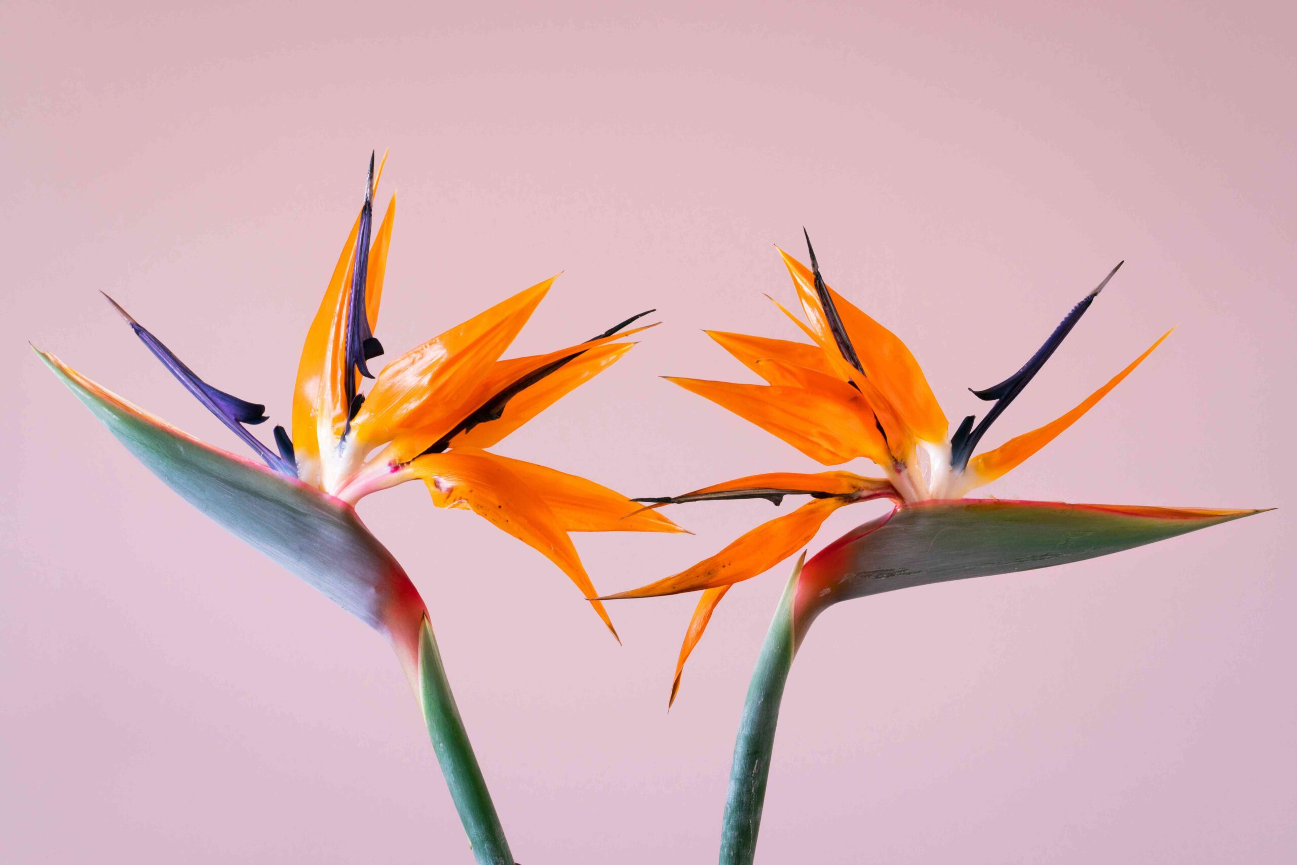 bird of paradise flower