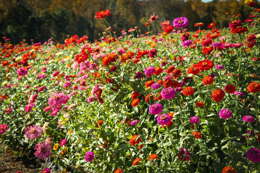 Best Zinnia Companion Plants for a Vibrant Garden