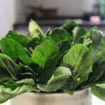 spinach companion plants