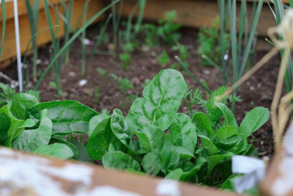 spinach companion plants