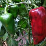 How To Fertilize Pepper Plants