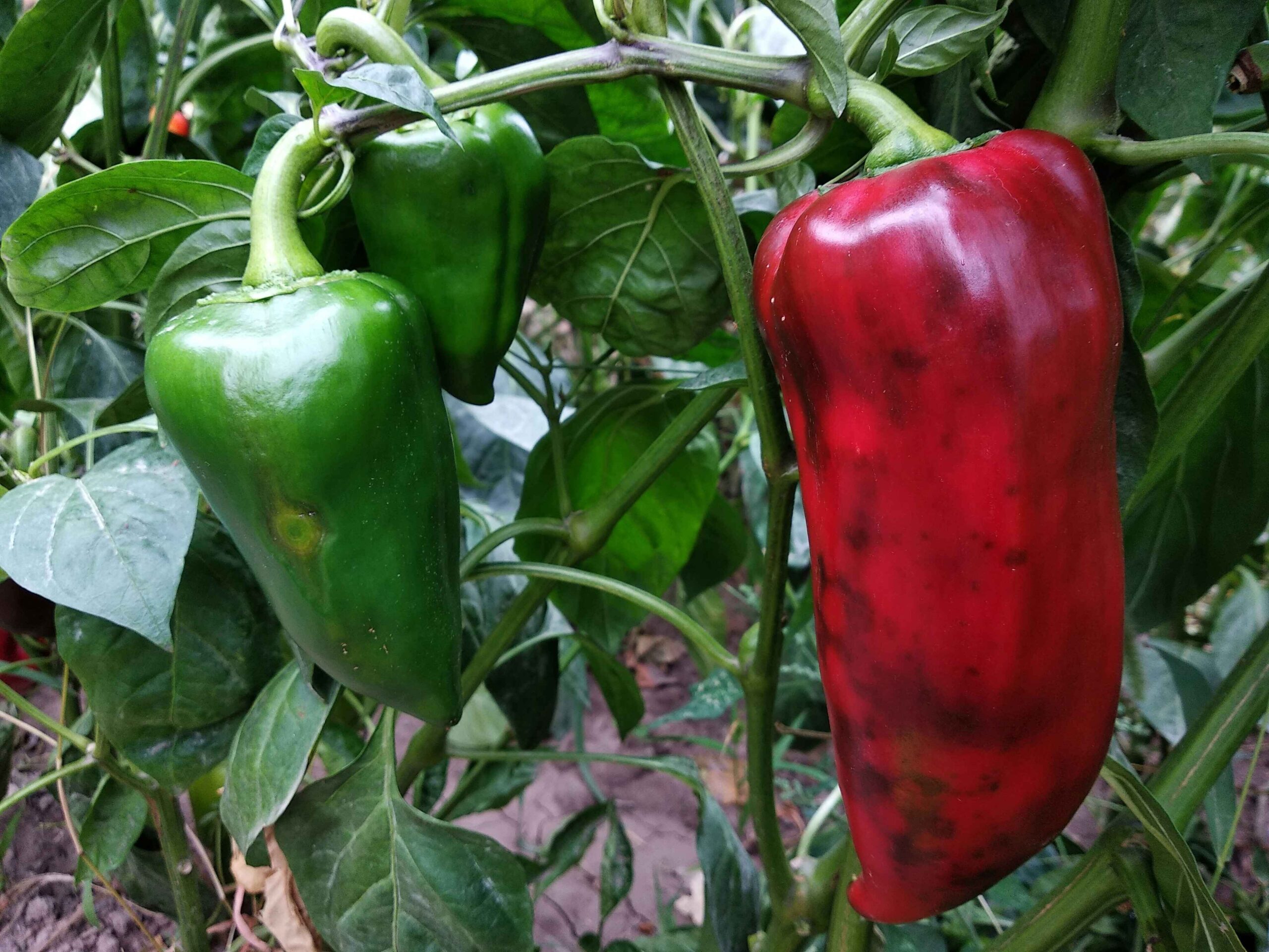 How To Fertilize Pepper Plants