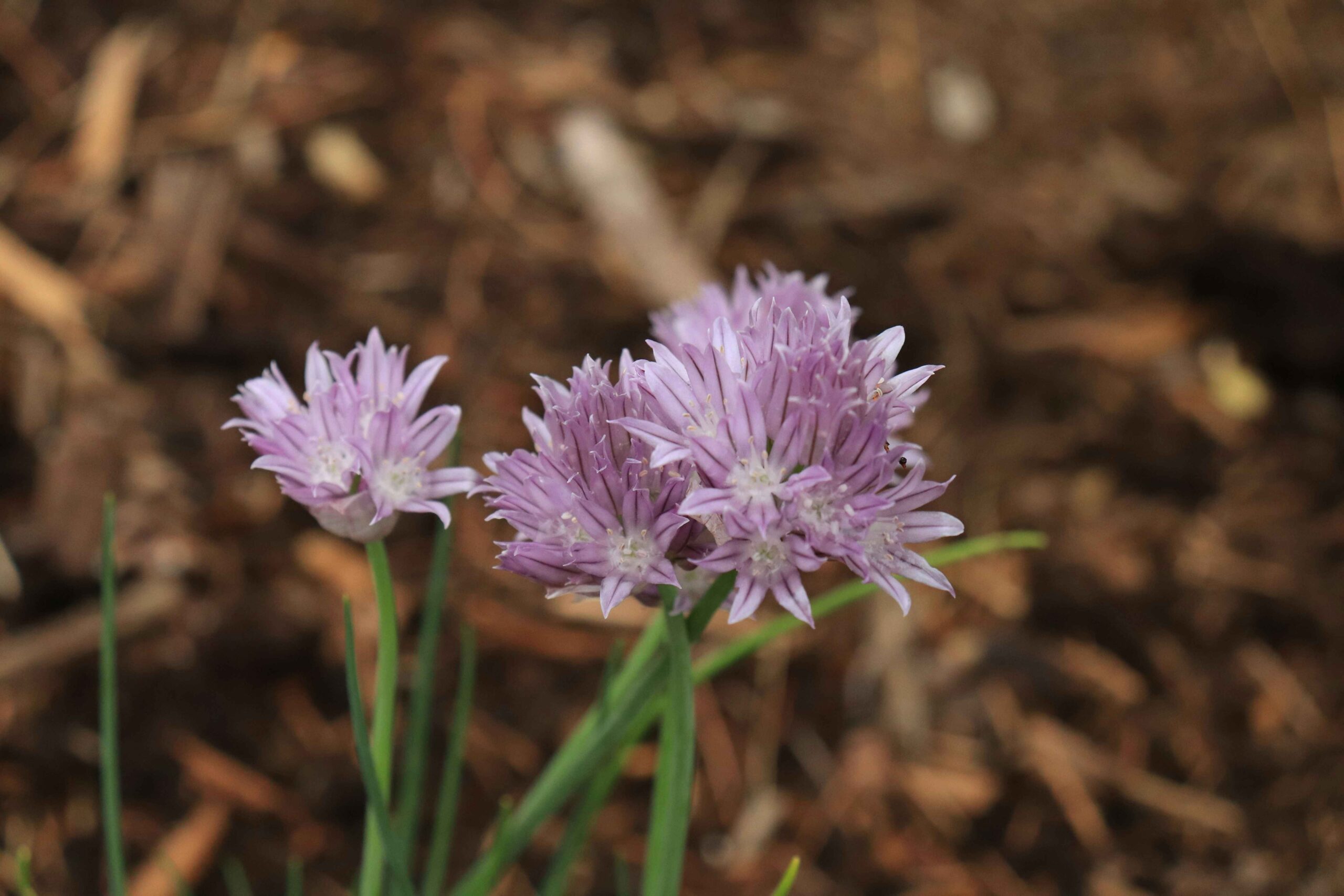 chives companion plants