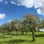 fast growing fruit trees
