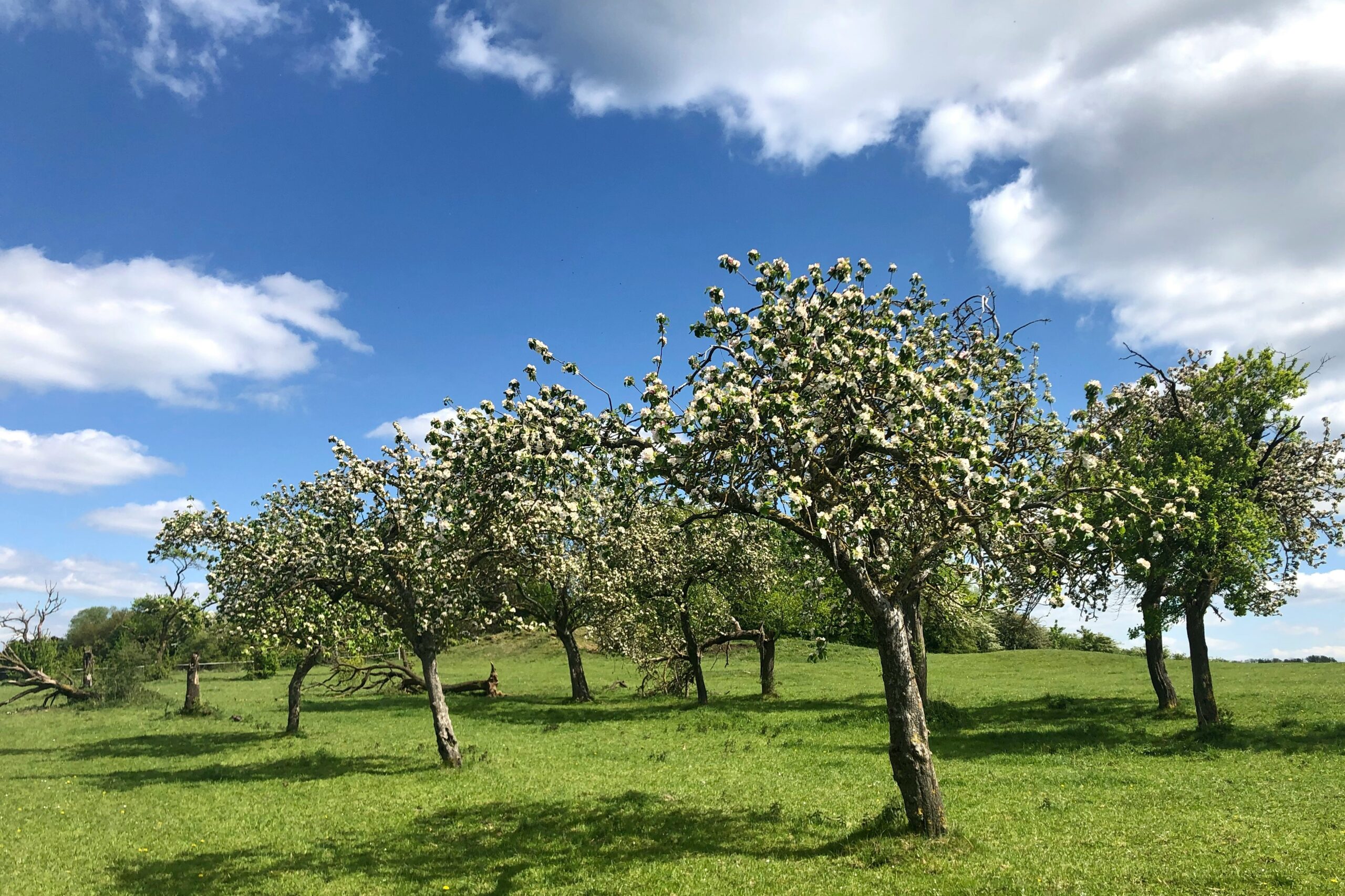 fast growing fruit trees