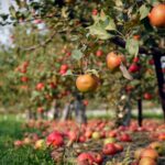 How Far Apart to Plant Apple Trees