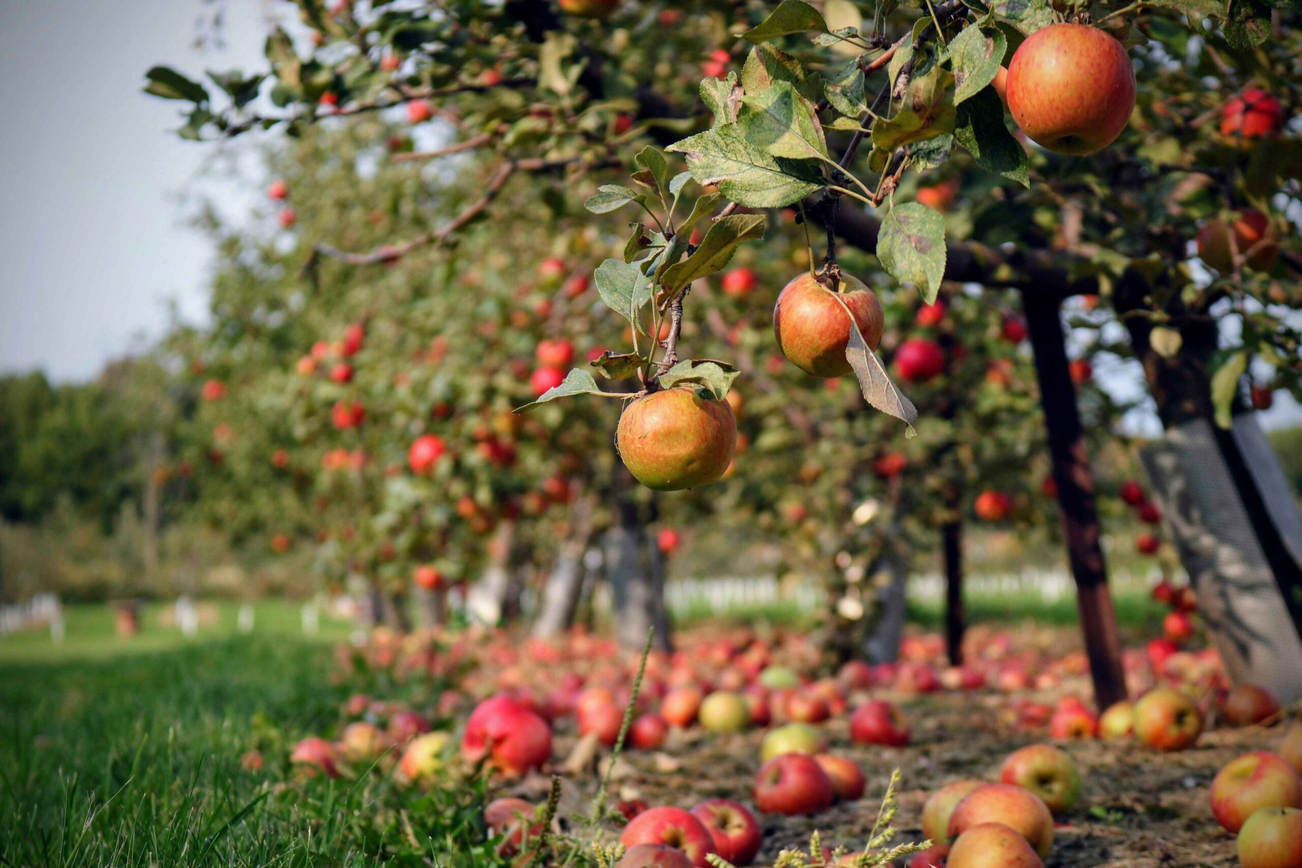How Far Apart to Plant Apple Trees