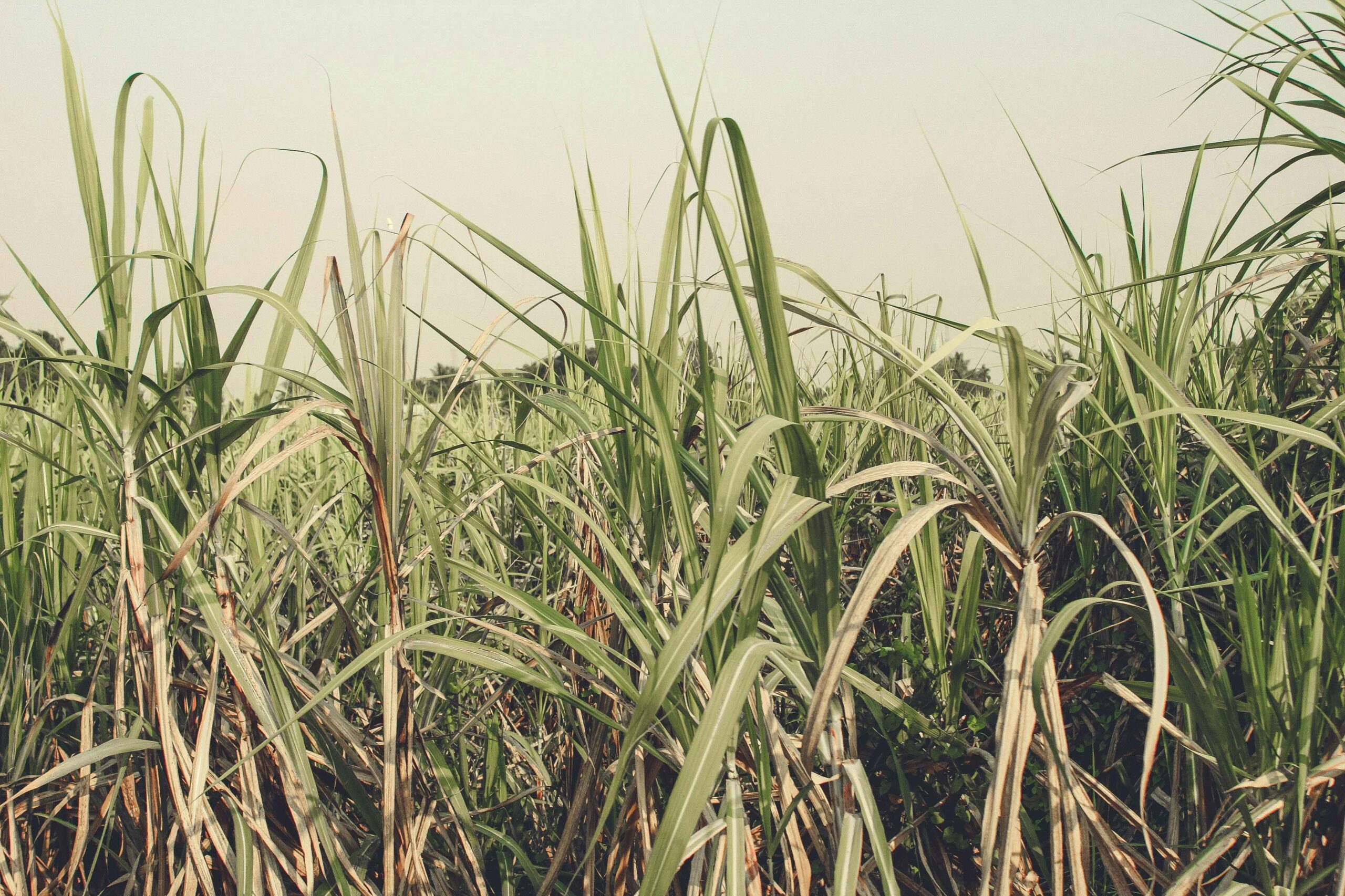 how to grow sugar cane
